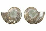 Cut & Polished, Crystal-Filled Ammonite Fossil - Madagascar #282658-1